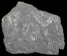 Wide Fossil Seed Fern Plate - Pennsylvania #65908-2